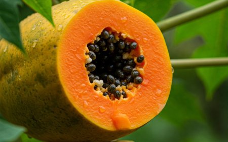 पपीते के एंजाइम और विटामिन: अंदर से इम्यूनिटी की सुरक्षा (Papaya’s Enzymes and Vitamins: Immunity Inside-Out)