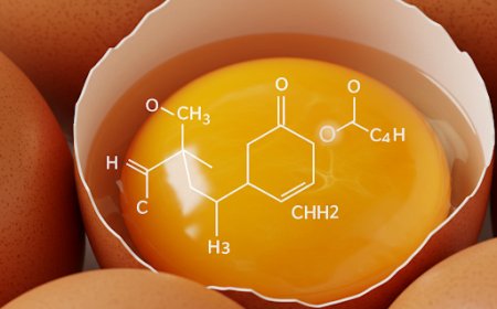 अंडा और कोलीन: मस्तिष्क के संदेशवाहकों का पोषण (Eggs and Choline: Feeding the Brain's Messengers)