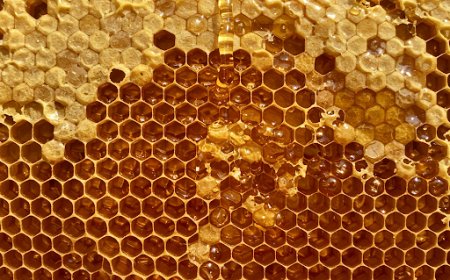 प्राकृतिक मिठास: शहद नींद के चक्र को कैसे प्रभावित करता है (Natural Sweetness: How Honey Affects Sleep Cycles)