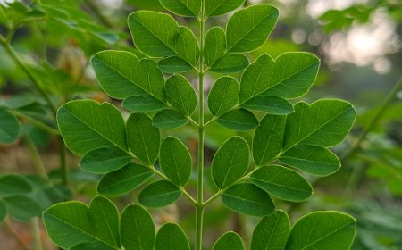 मोरिंगा: डिटॉक्स के लिए चमत्कारी पत्ता (Moringa: The Detox Superleaf)