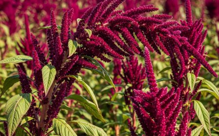 राजगिरा (Amaranth) – वो सुपर ग्रेन जिसे जानना ज़रूरी है (Amaranth: The Super Grain You Need to Know)