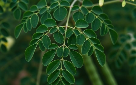 मोरिंगा: एक पत्तेदार सुपरफूड जो सेहत में जान भर दे (Moringa: The Leafy Green That Packs a Punch)