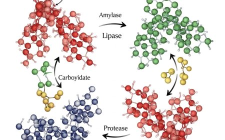 प्राकृतिक रूप से पाचन एंजाइम कैसे बढ़ाएं (How to Boost Digestive Enzymes Naturally)